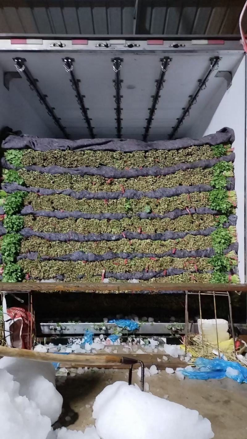 大叶香菜