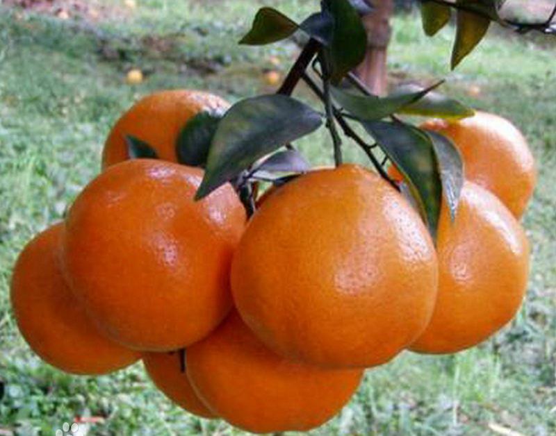 宜宾柑橘小苗基地批发价格，南溪叙州桃子苗，江安长宁黄皮果