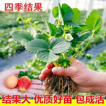 草莓苗奶油草莓庭院阳台棚栽地栽红颜章姬九香