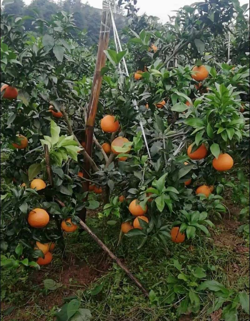 高县柑橘小苗基地批发价格，珙县筠连黄皮苗，兴文屏山桃树苗
