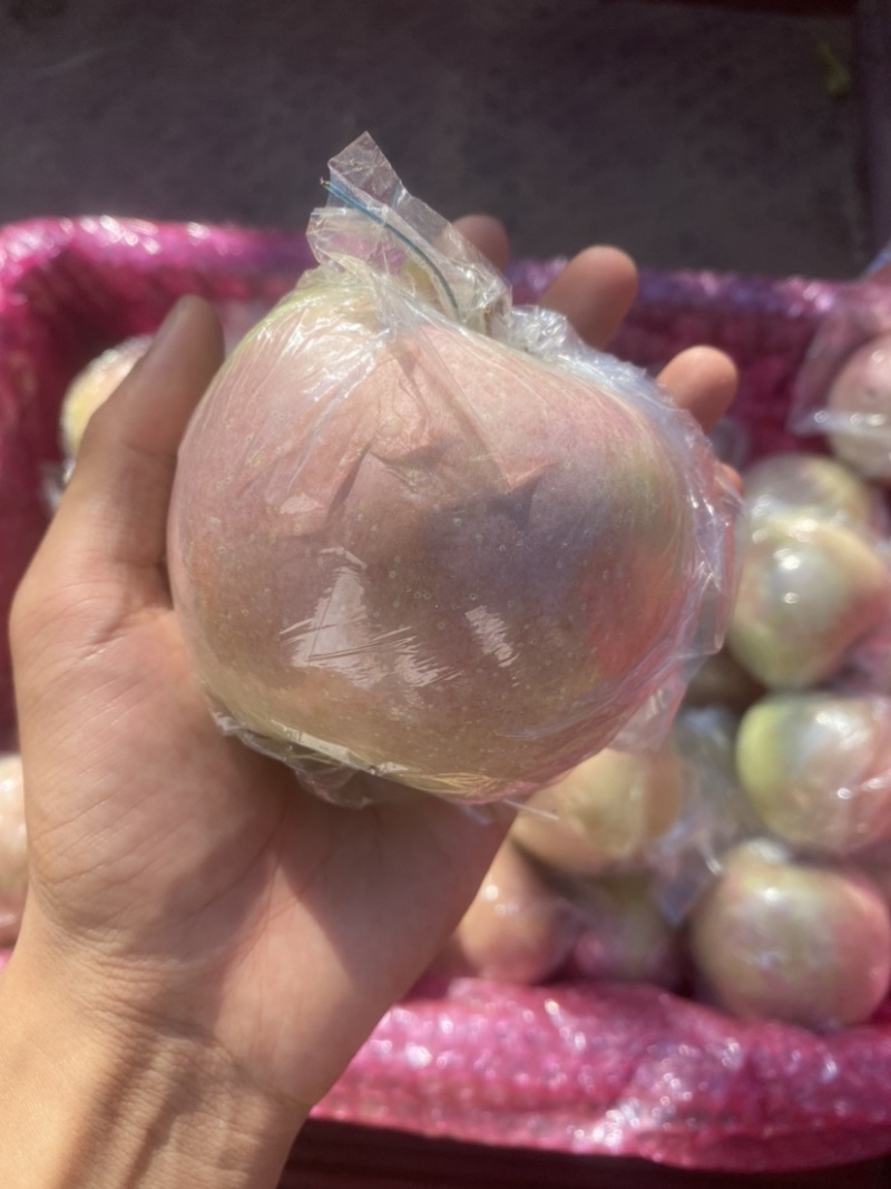 早熟红富士苹果