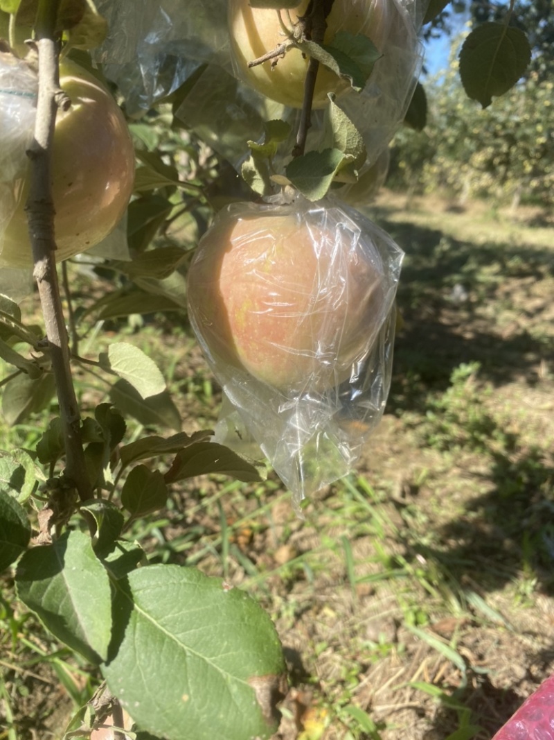 早熟红富士苹果