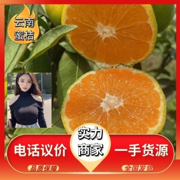 特早蜜桔，随行就市，大量供应，皮薄汁多，欢迎咨询
