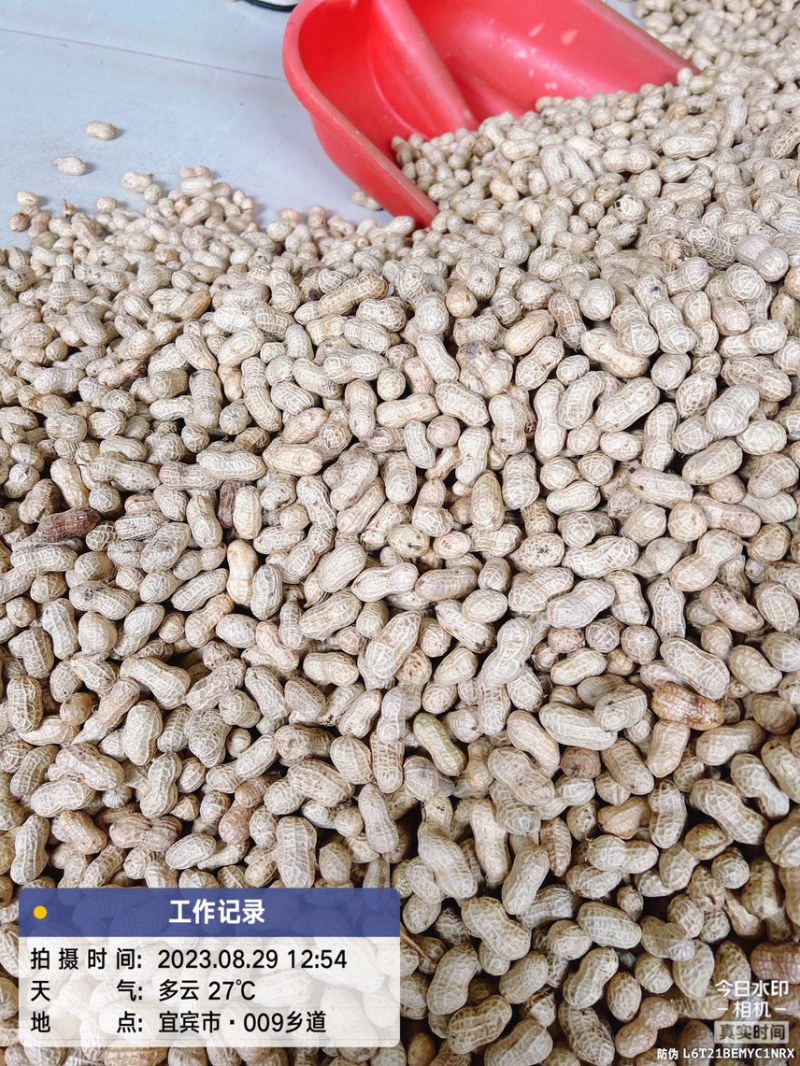 精选洗子花生白沙果，欢迎选购、宜宾花生正在热售中