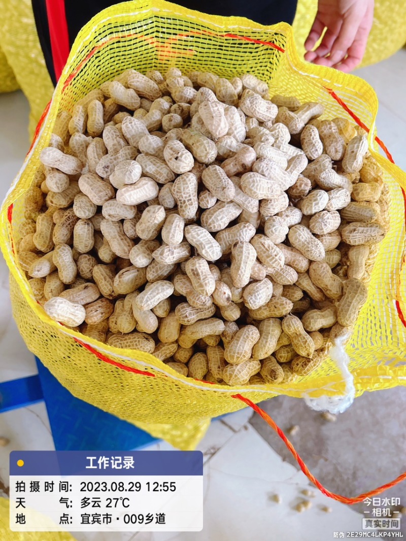 精选洗子花生白沙果，欢迎选购、宜宾花生正在热售中