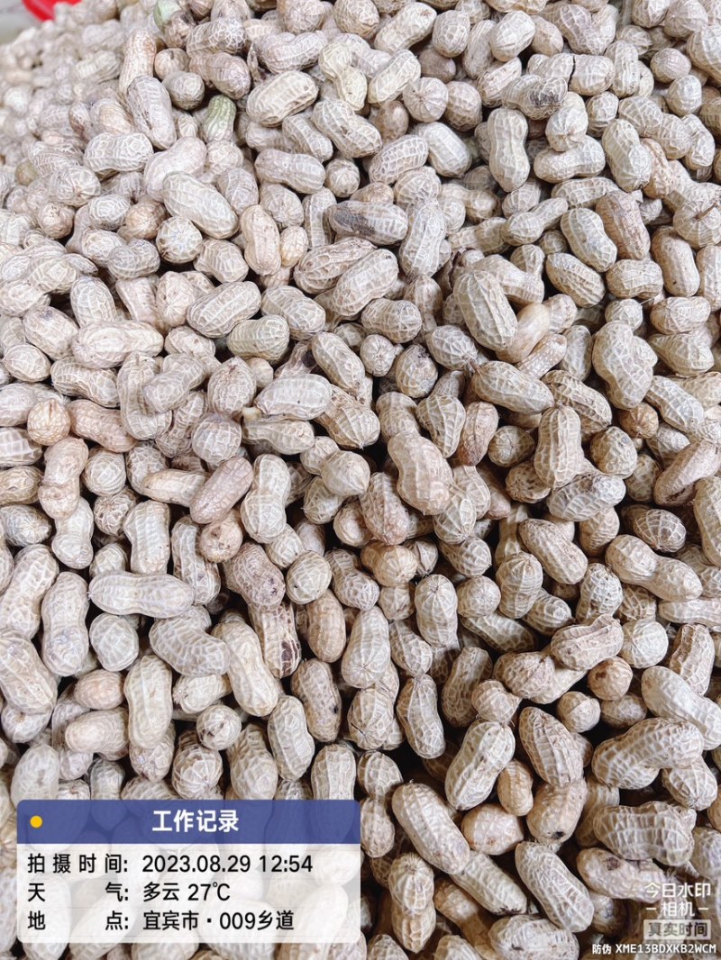 精选洗子花生白沙果，欢迎选购、宜宾花生正在热售中