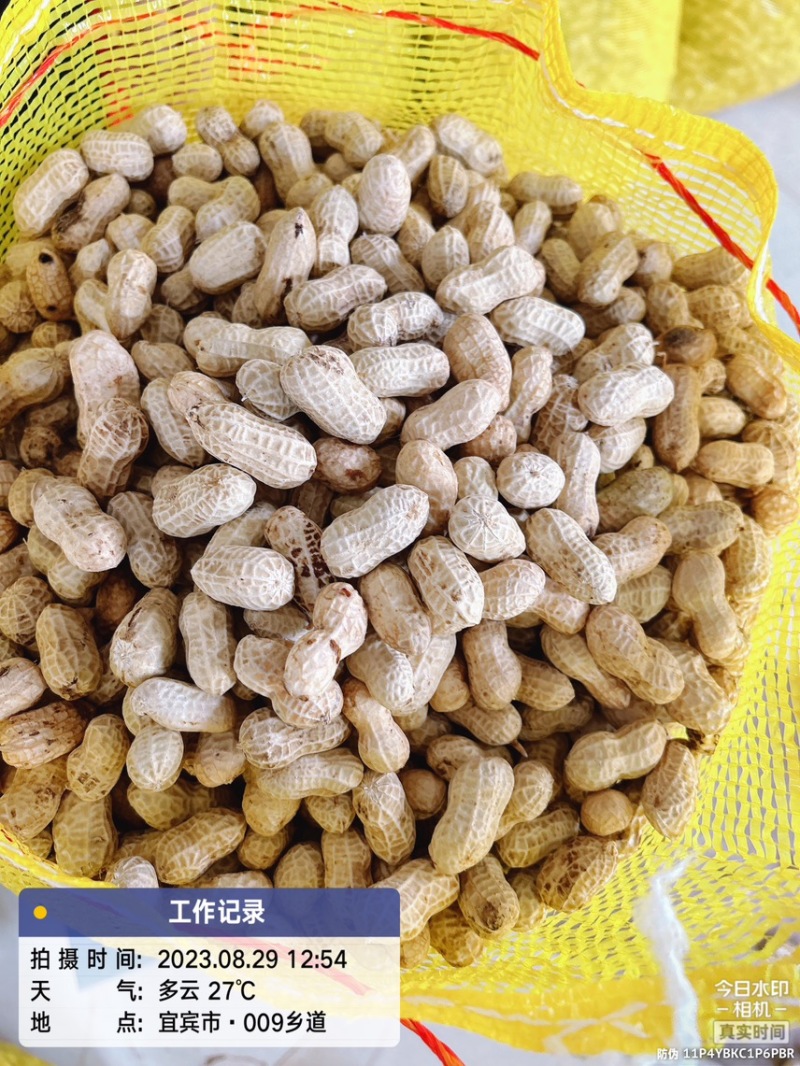 精选洗子花生白沙果，欢迎选购、宜宾花生正在热售中