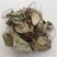 兔儿风，草药，杏香兔儿风，产地直供，一手货源，
