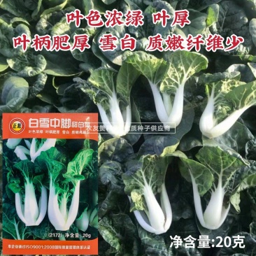 正源白雪中脚甜白菜种子黑白配菜种子矮桩束腰叶柄肥厚