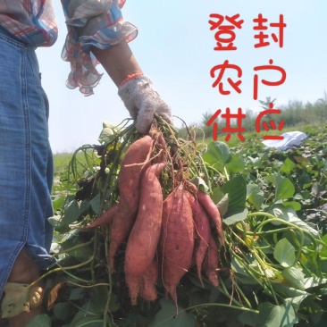 新鲜红薯河南烟薯25号正宗糖心蜜薯农家现挖番薯烤薯店专用