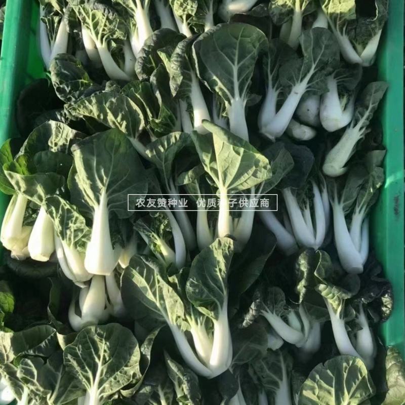 正源白雪中脚甜白菜种子黑白配菜种子矮桩束腰叶柄肥厚