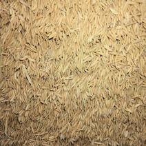 一季稻野香优莉丝，不超标，出米率69，水分14