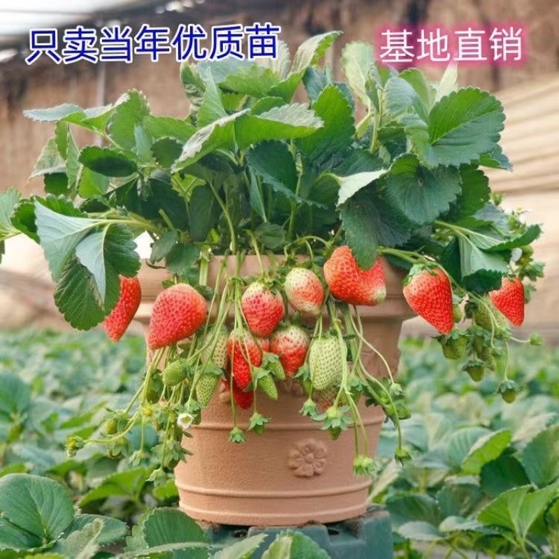 草莓苗奶油草莓庭院阳台棚栽地栽红颜章姬九香