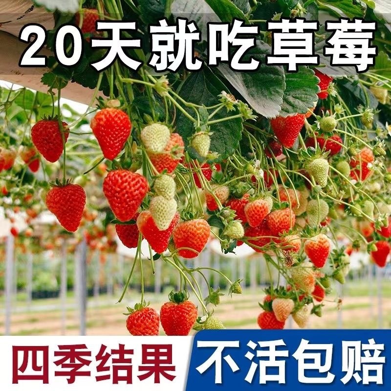 草莓苗奶油草莓庭院阳台棚栽地栽红颜章姬九香