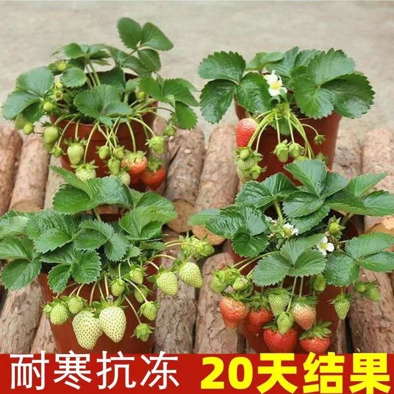 草莓苗奶油草莓庭院阳台棚栽地栽红颜章姬九香