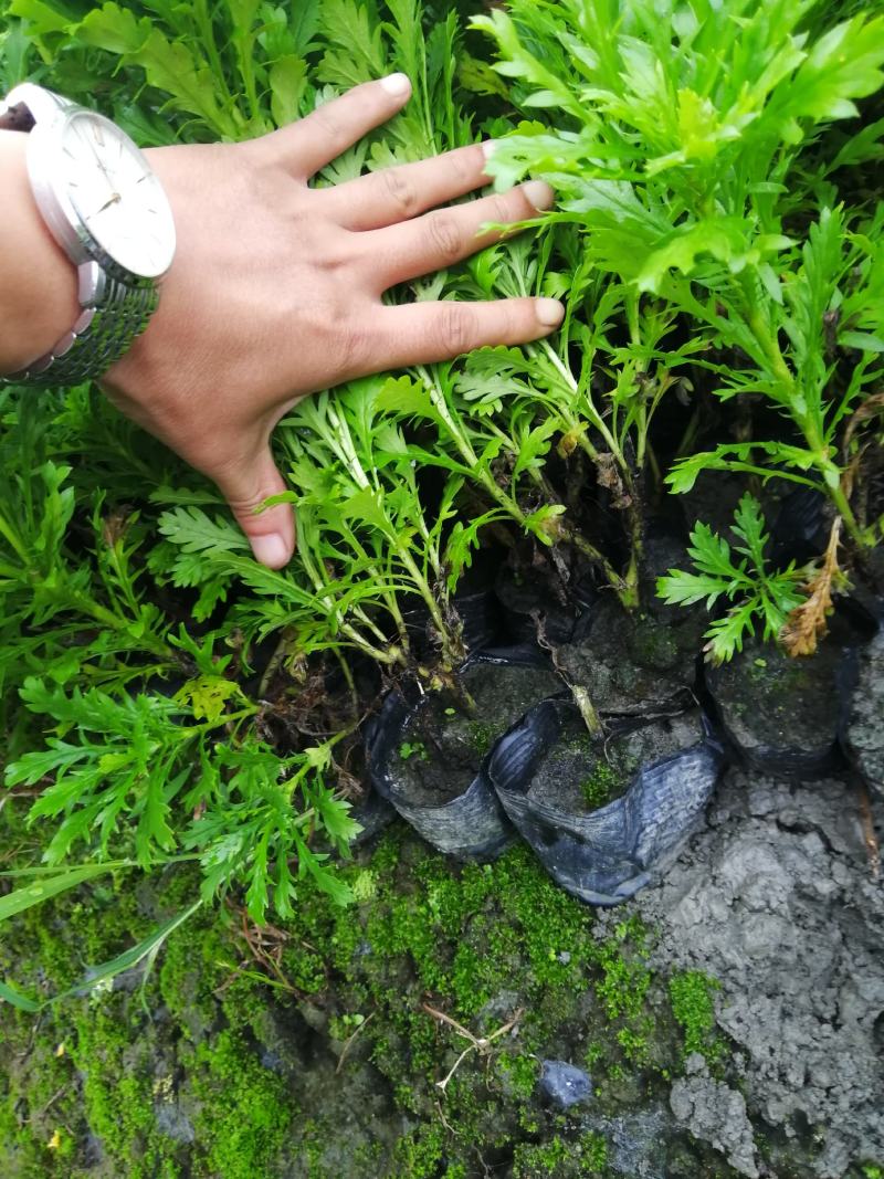 四川成都木春菊基地，批发基地，30公分高小杯