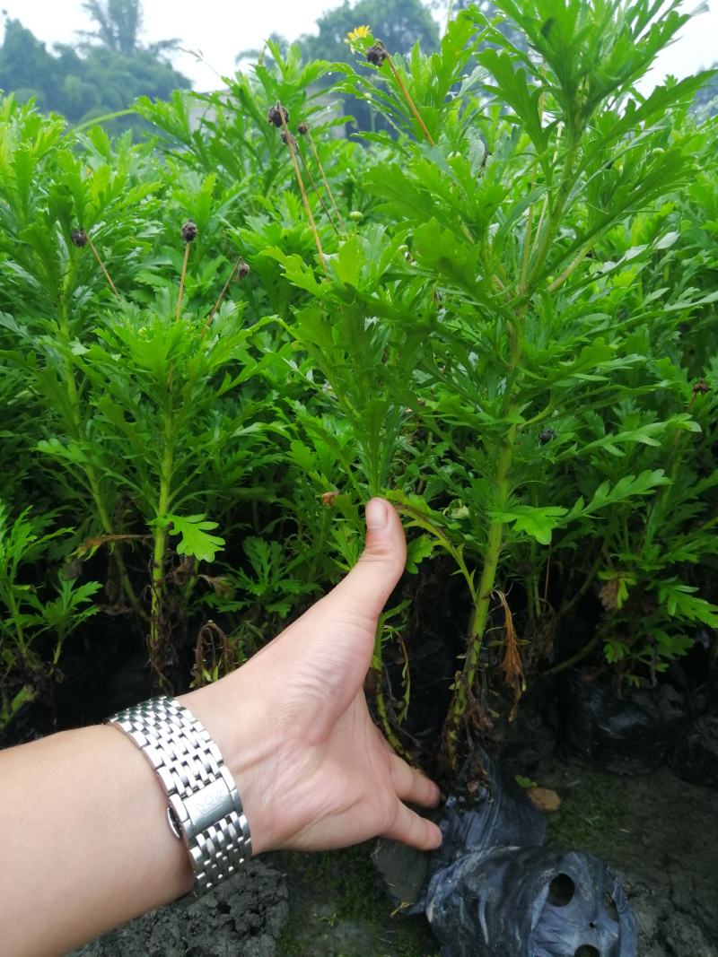 四川成都木春菊基地，批发基地，30公分高小杯