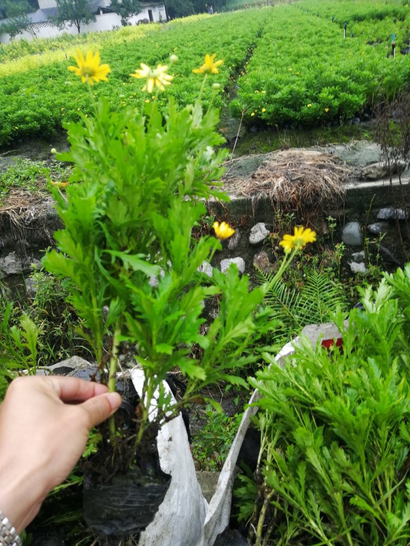 四川成都木春菊基地，批发基地，30公分高小杯
