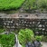 四川成都木春菊基地，批发基地，30公分高小杯