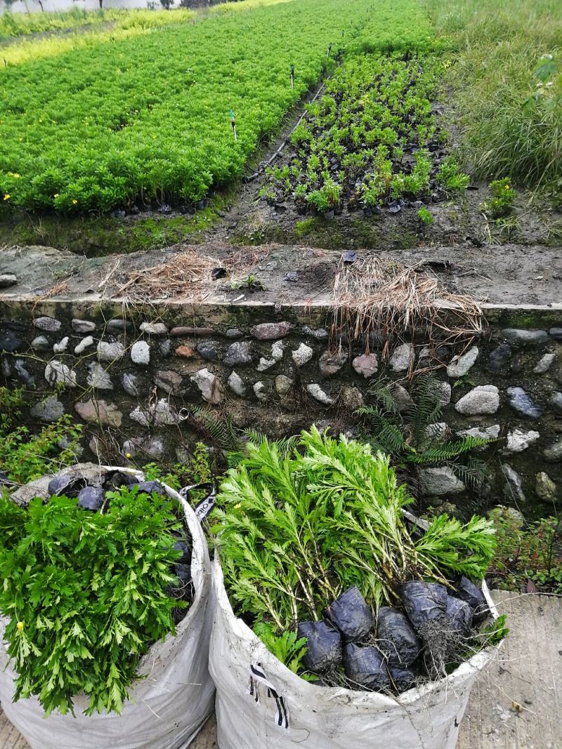 四川成都木春菊基地，批发基地，30公分高小杯