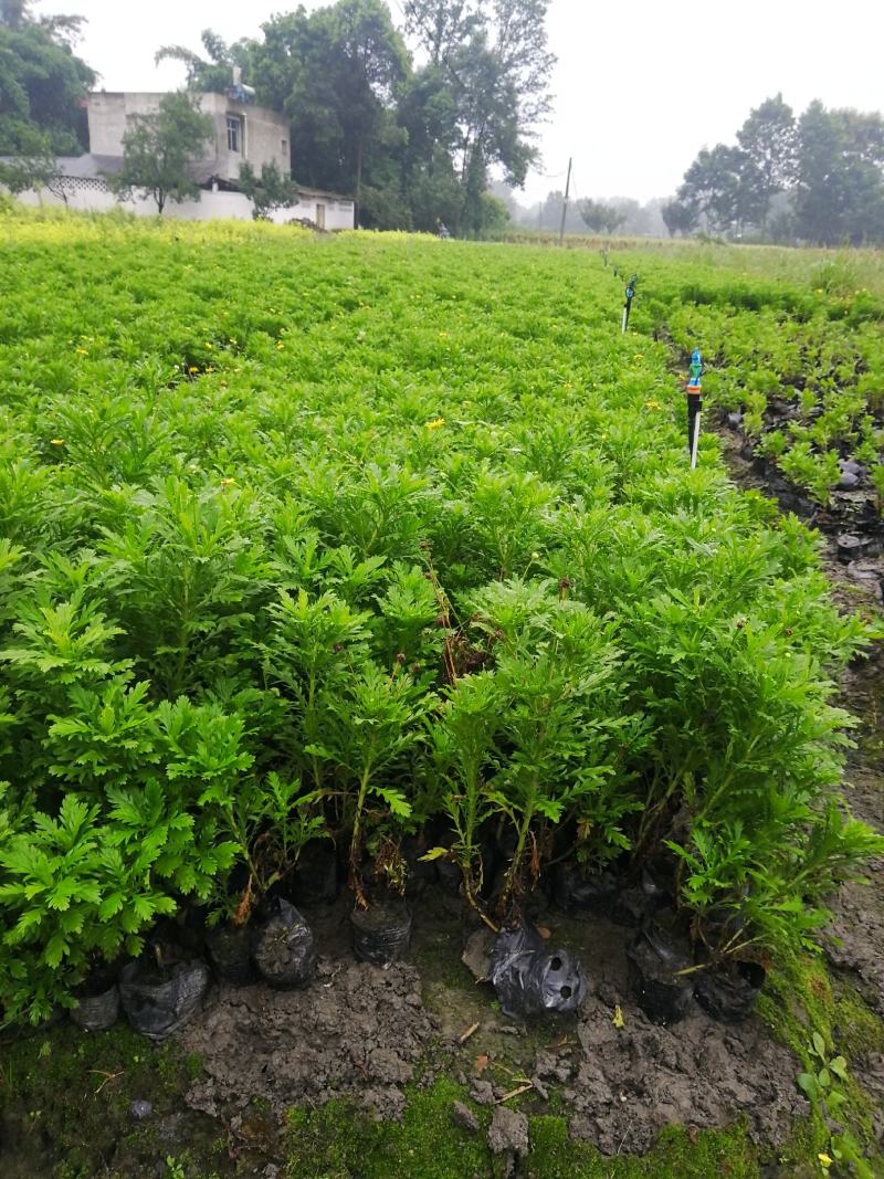 四川成都木春菊基地，批发基地，30公分高小杯