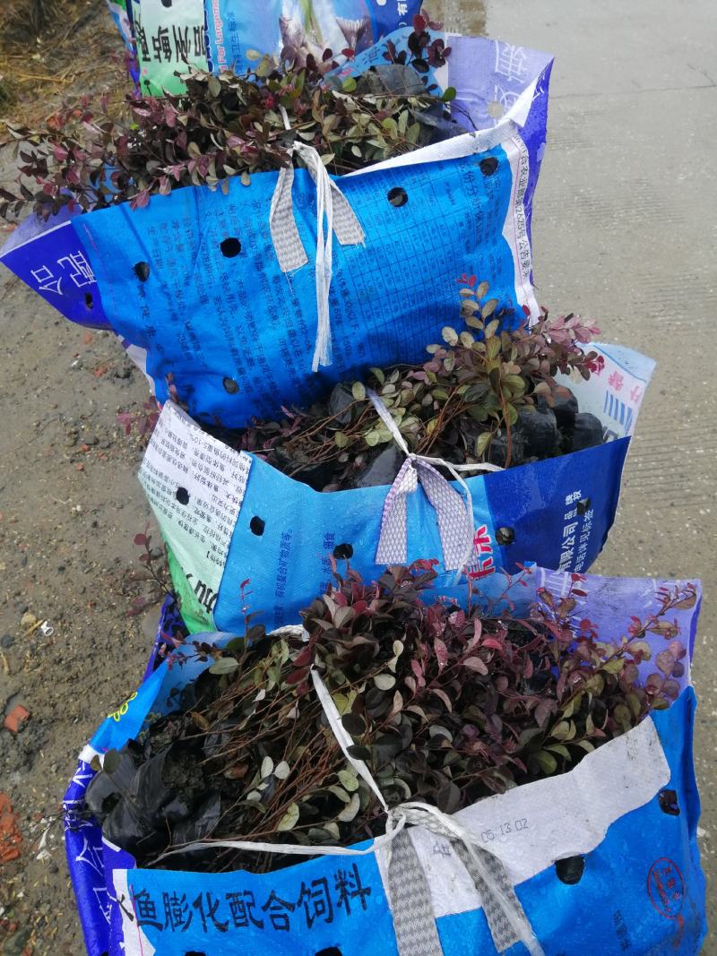 红继木小杯基地批发，红花继木小杯基地，量大自产自销