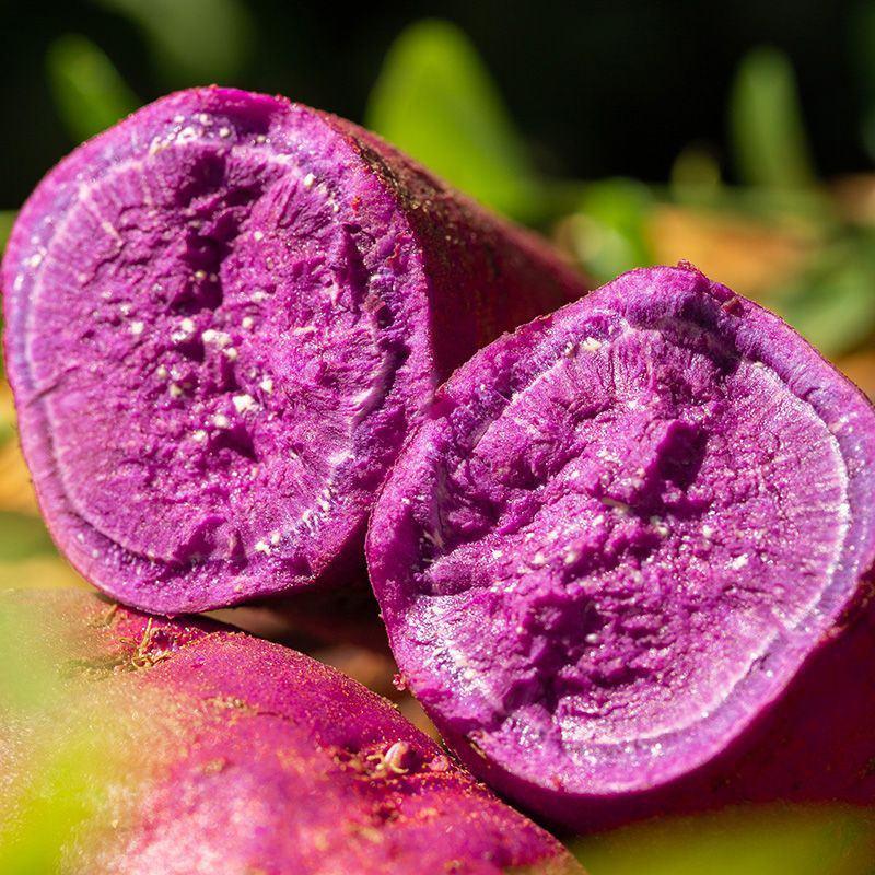 【沙地紫薯】粉糯香甜红薯新鲜现挖番薯地瓜沙地紫心紫薯