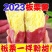现挖新鲜黄心板粟红薯黄心地瓜番薯芋头板栗薯