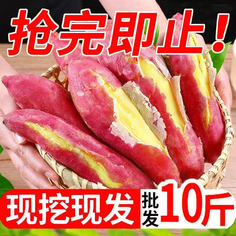 现挖新鲜黄心板粟红薯黄心地瓜番薯芋头板栗薯