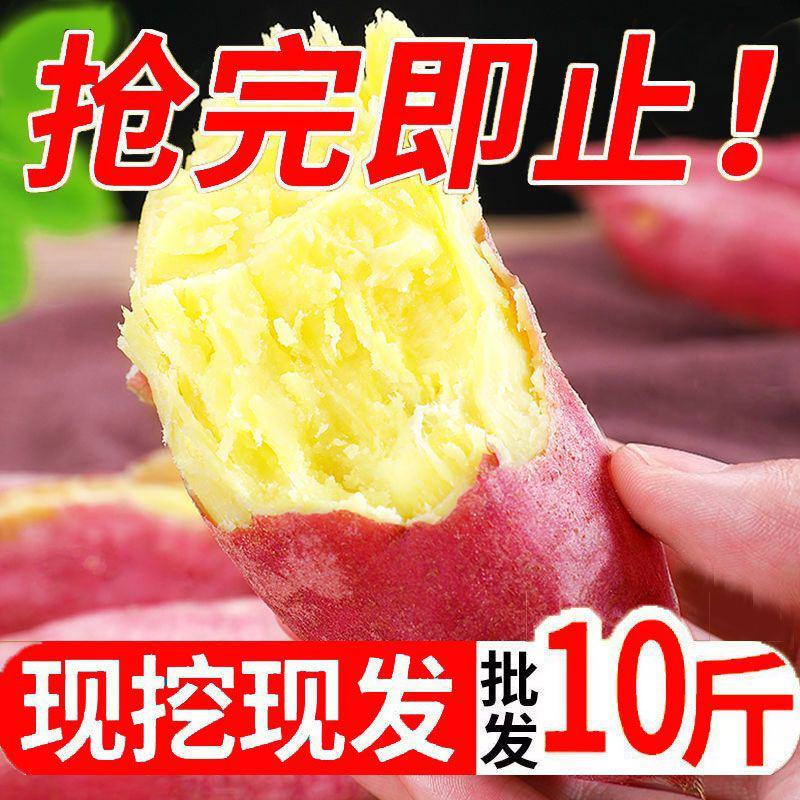 现挖新鲜黄心板粟红薯黄心地瓜番薯芋头板栗薯