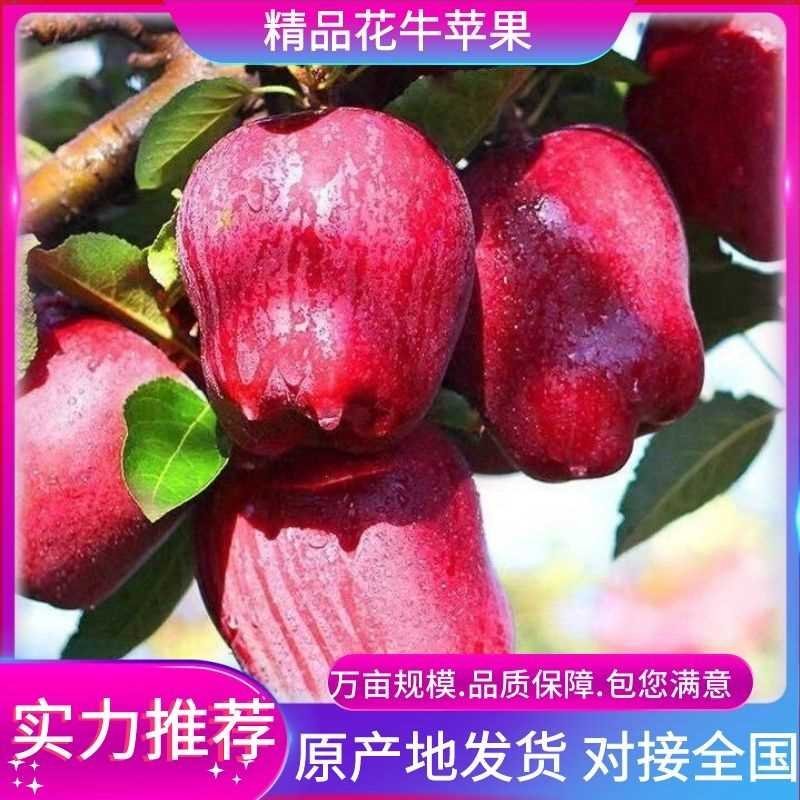 甘肃花牛《蛇果》基地实地看货现采现摘保质保量好货优选