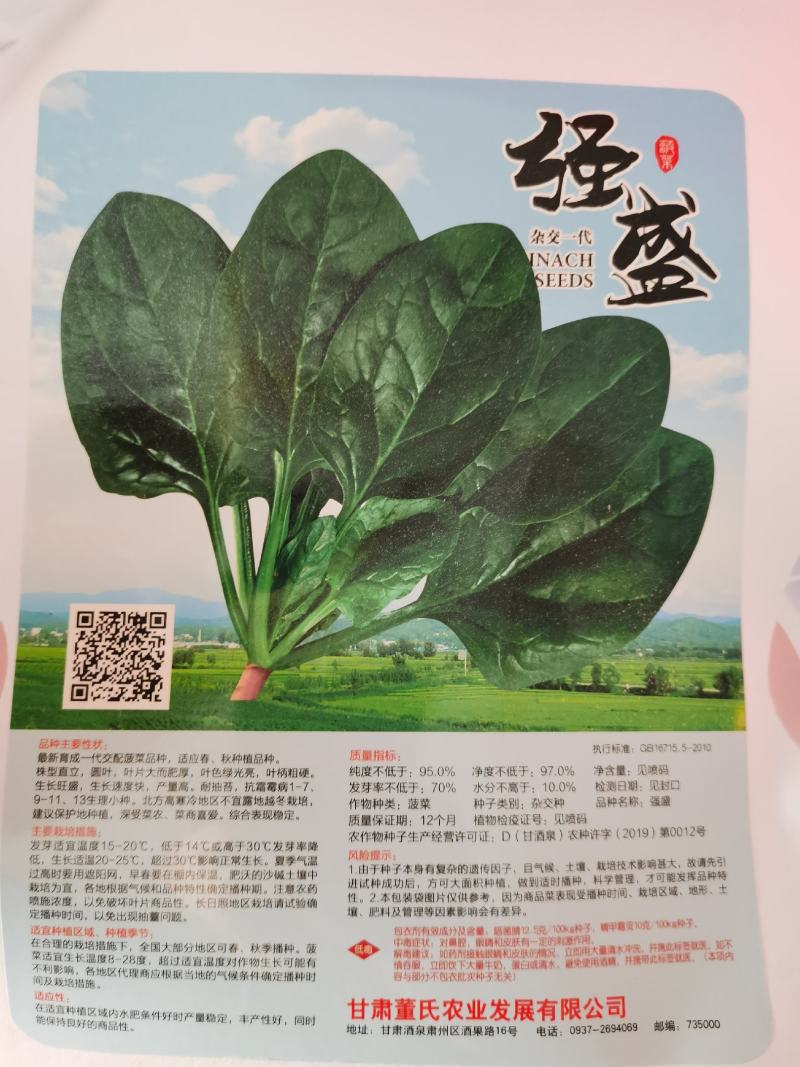 优美格兰特华盛F1菠菜种子墨绿叶抗病丰产优质耐贮