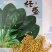 优美格兰特华盛F1菠菜种子墨绿叶抗病丰产优质耐贮