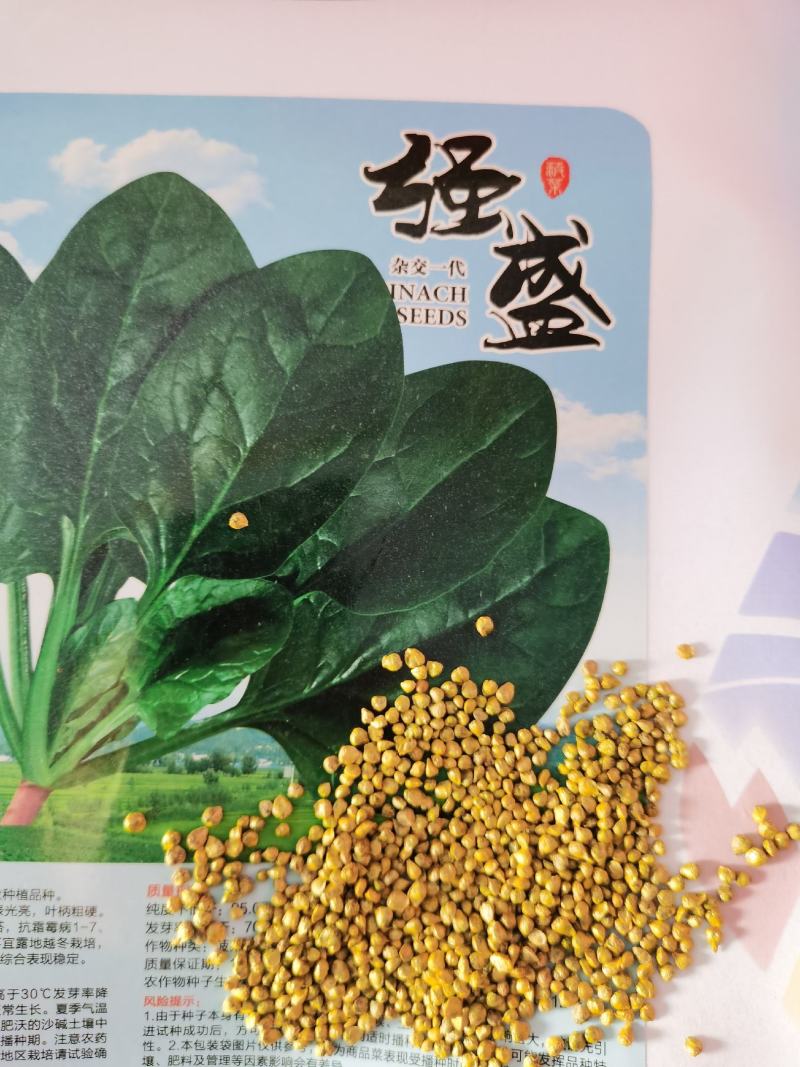 优美格兰特华盛F1菠菜种子墨绿叶抗病丰产优质耐贮