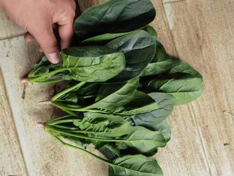 优美格兰特华盛F1菠菜种子墨绿叶抗病丰产优质耐贮