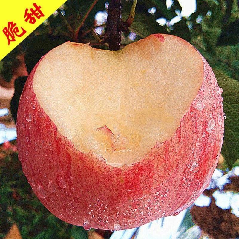 【牛商优选】精品昭通红富士苹果口感脆甜颜色靓丽量大