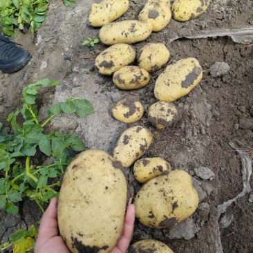 实验一,龙丹一号,黄金薯,沃土5号,V7,尤金,荷兰,可净地