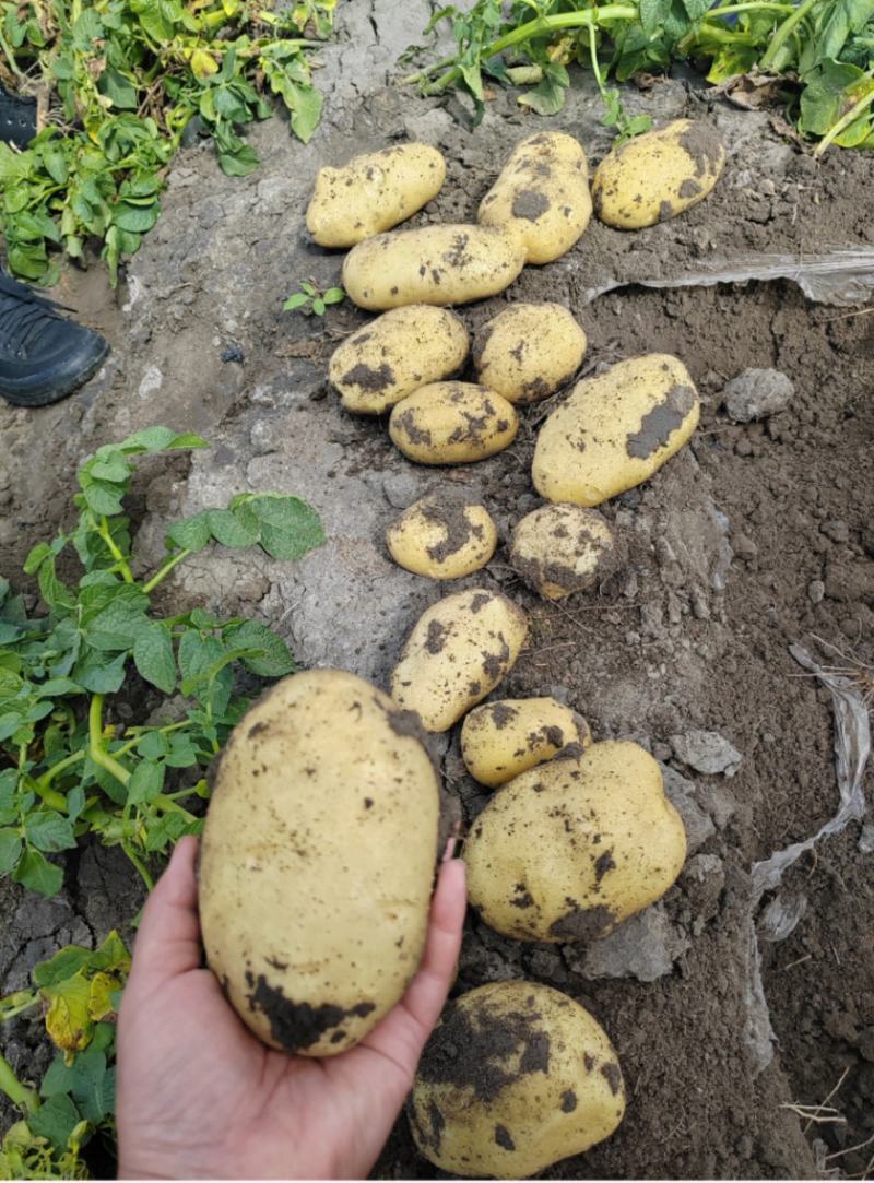 实验一，龙丹一号，黄金薯，沃土5号，V7，尤金，荷兰，可净地