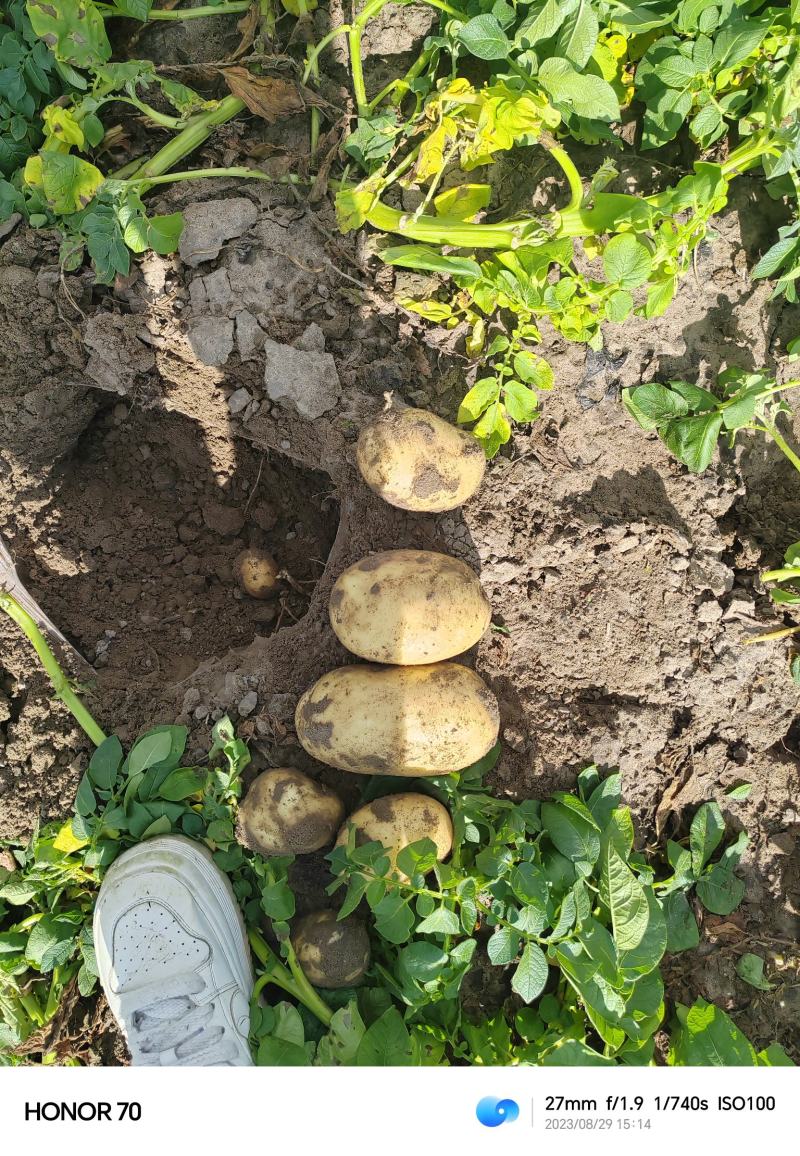 实验一，龙丹一号，黄金薯，沃土5号，V7，尤金，荷兰，可净地