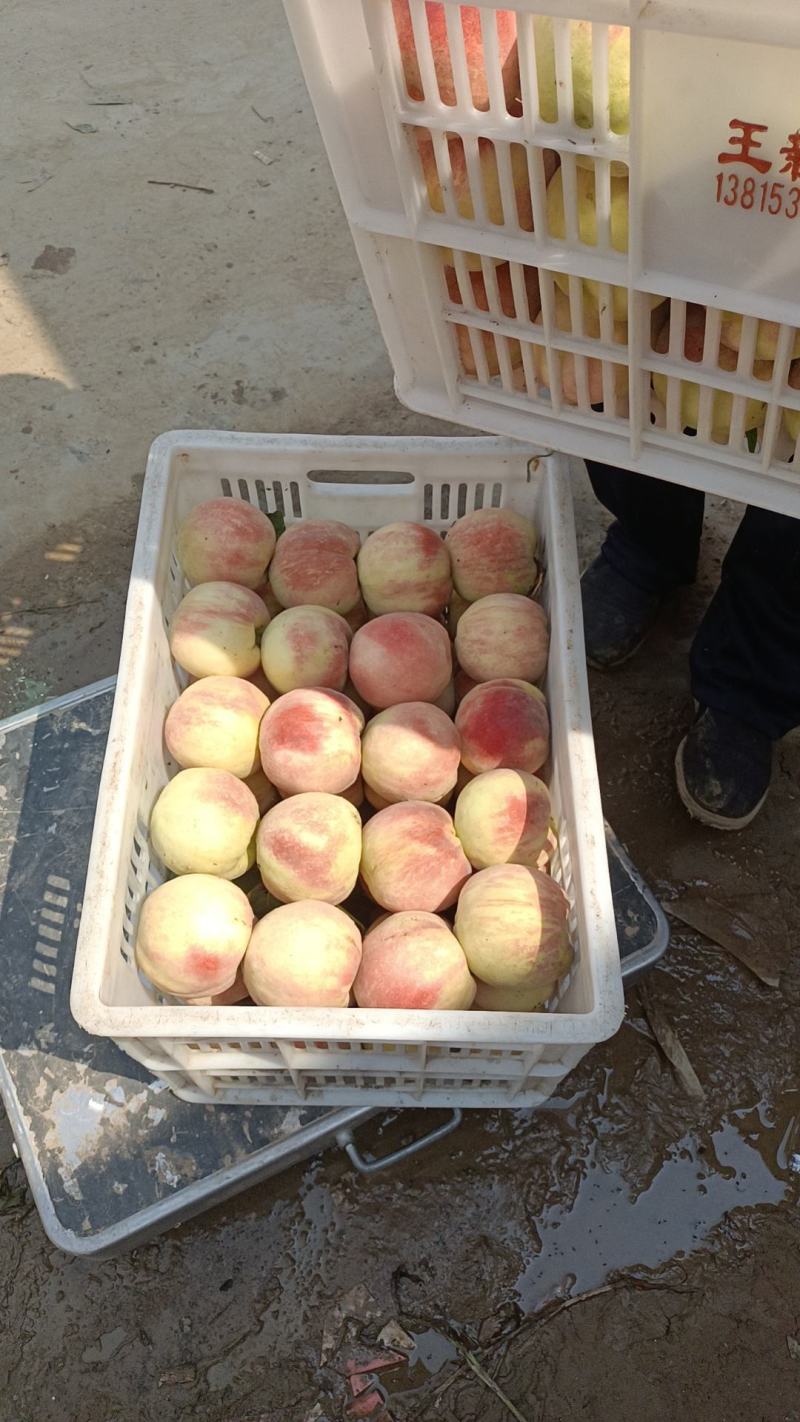 千亩桃园基地永连蜜桃大量上市中有需要联系我哦