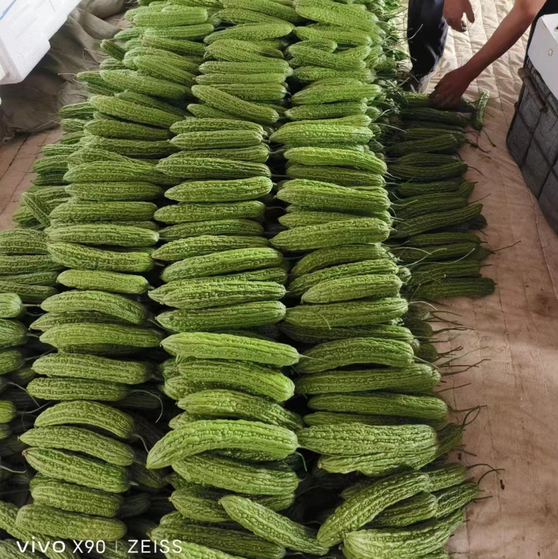 山东苦瓜精品苦瓜大量供应常年诚信经营质量保证价格优惠欢迎