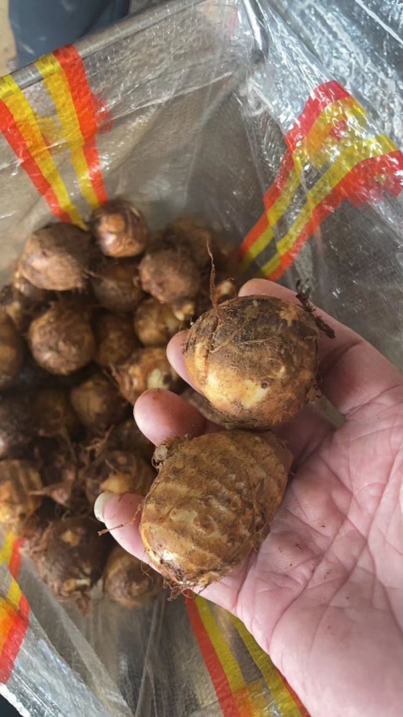 毛芋头大球中球小球通货都有支持电商