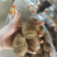 毛芋头大球中球小球通货都有支持电商