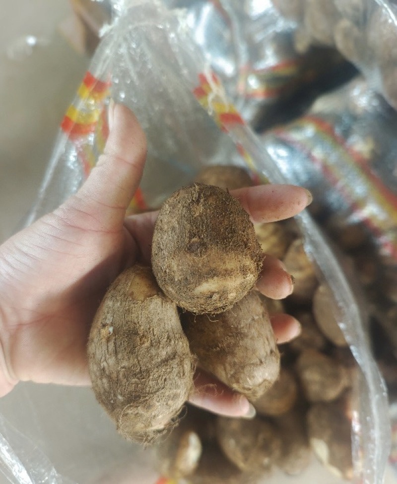 毛芋头大球中球小球通货都有支持电商