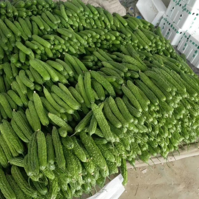 山东苦瓜精品苦瓜大量供应常年诚信经营质量保证价格优惠欢迎