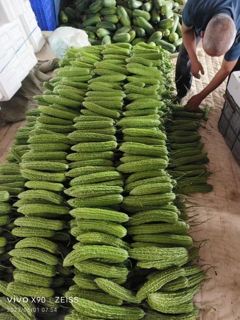山东苦瓜精品苦瓜大量供应常年诚信经营质量保证价格优惠欢迎