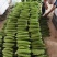山东苦瓜精品苦瓜大量供应常年诚信经营质量保证价格优惠欢迎