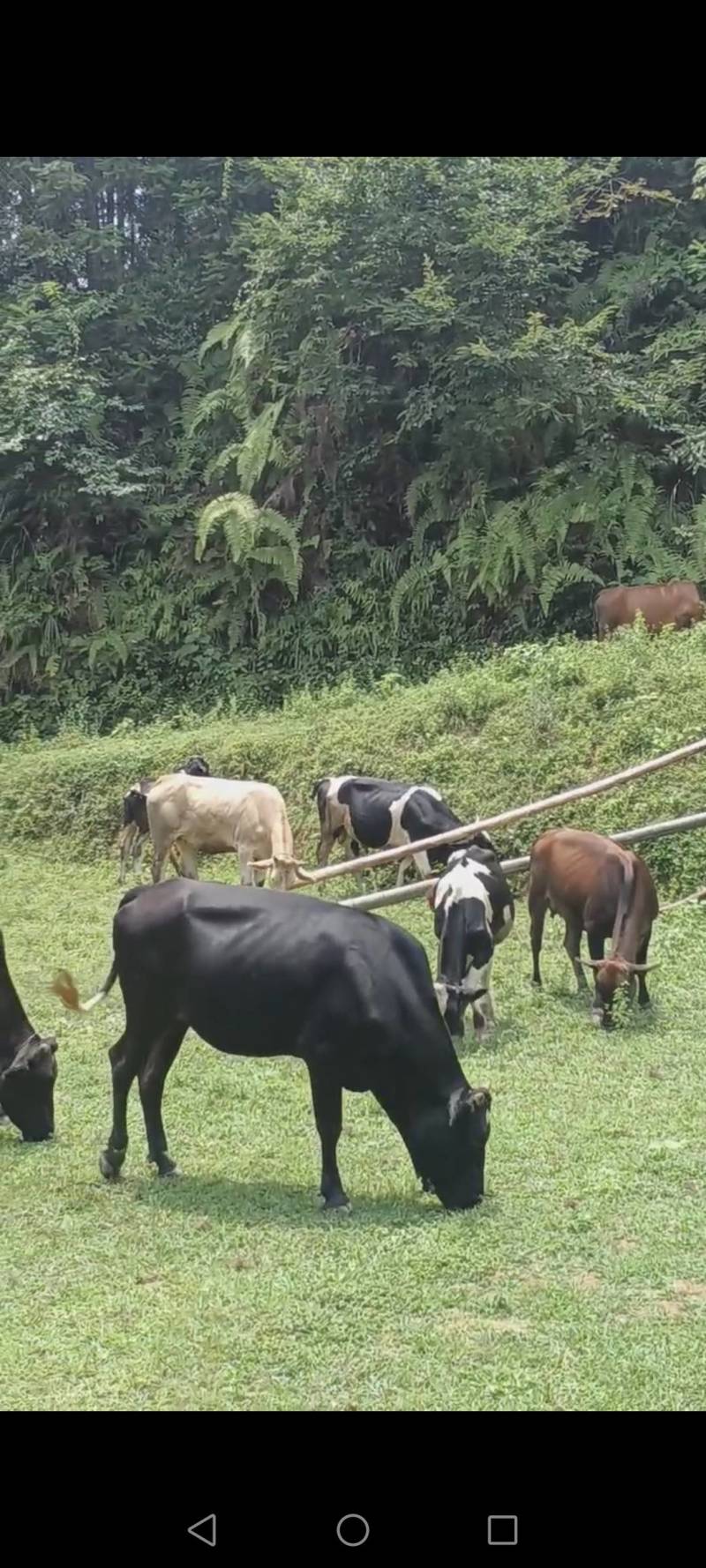 放养黄牛，优质牛肉，品质保证，欢迎选购