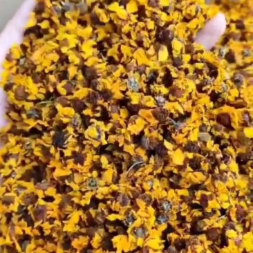 雪菊