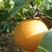 精品秋月梨，产地直发质量保证价格真实欢迎选购